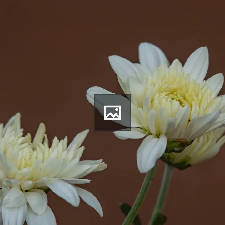 Two white flowers with yellow centers