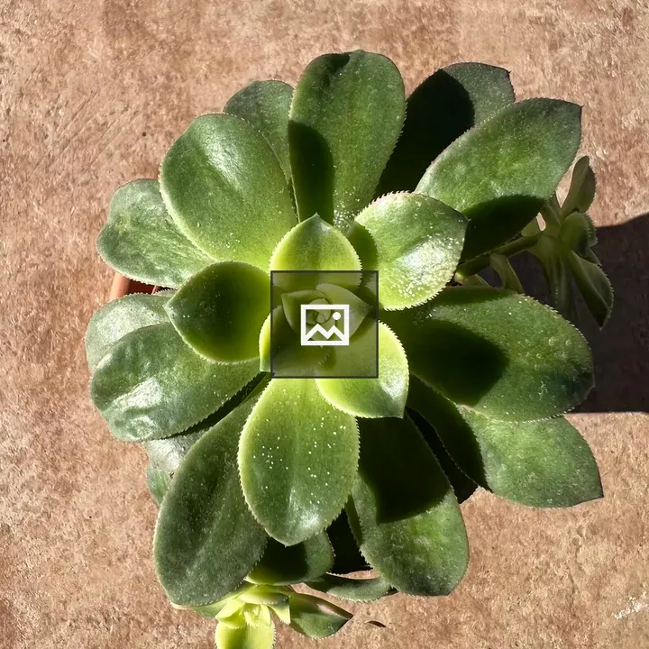 Succulent Leaf Close-up