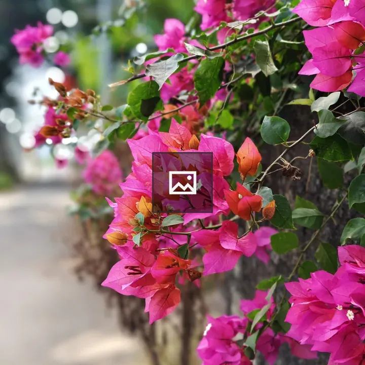 Bougainvillea Flowers over Wall