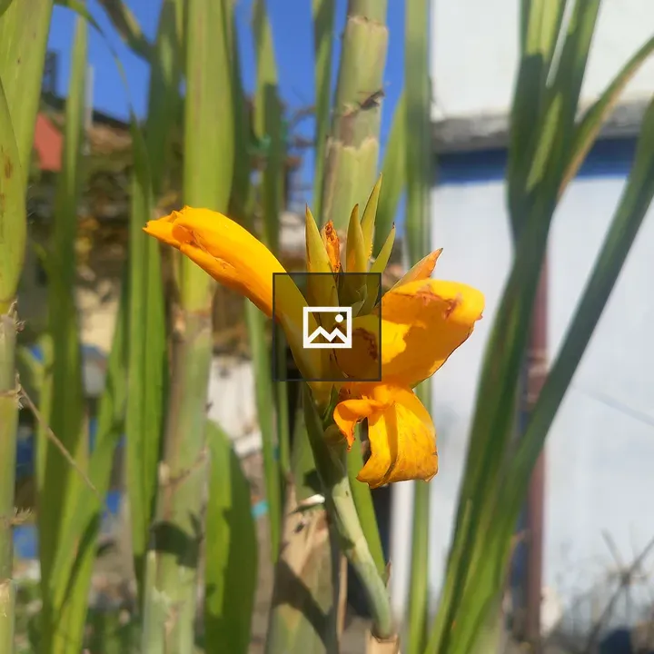 Close-up Blooming Yellow Flower