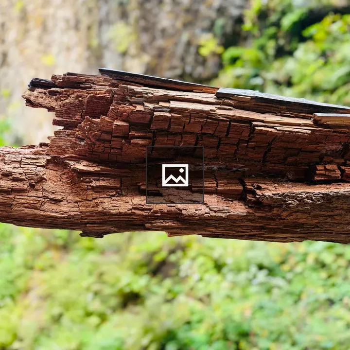 Close-up Log Texture