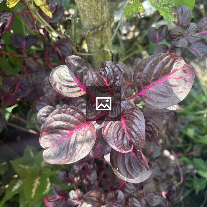 Glossy red leaves with pink veins