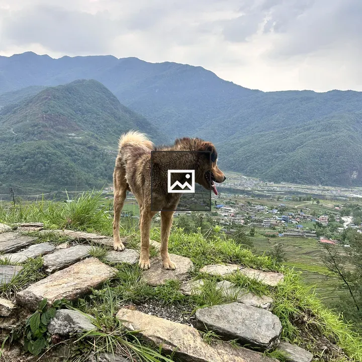 Dog on Rocky Path with Mountain View