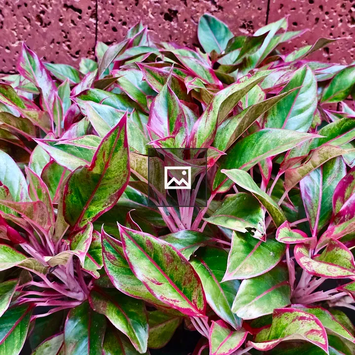 Evening view of Aglaonema