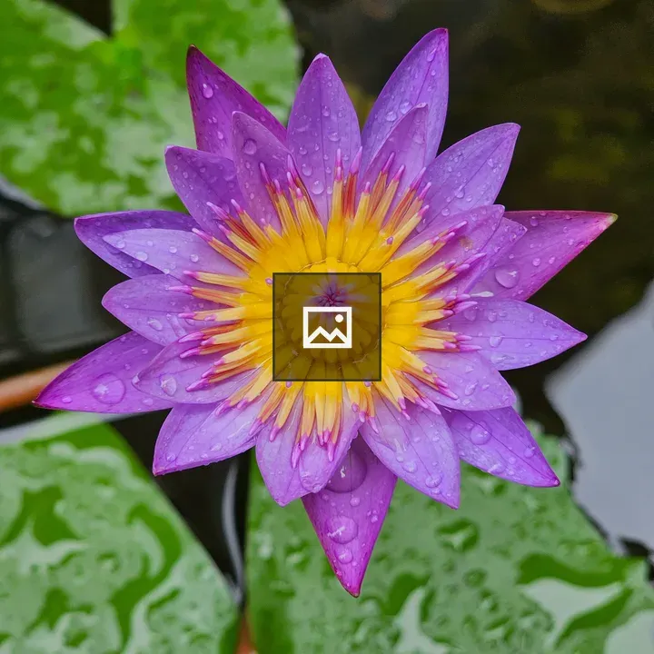 Purple water lily with rain droplets