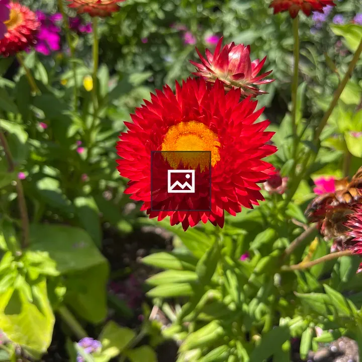 Vibrant red flowers close-up