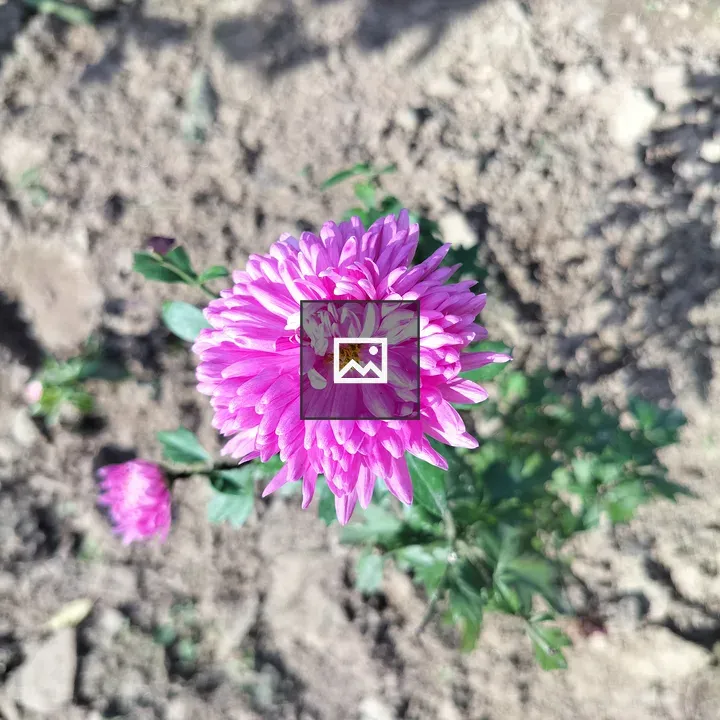 Asters flower plant