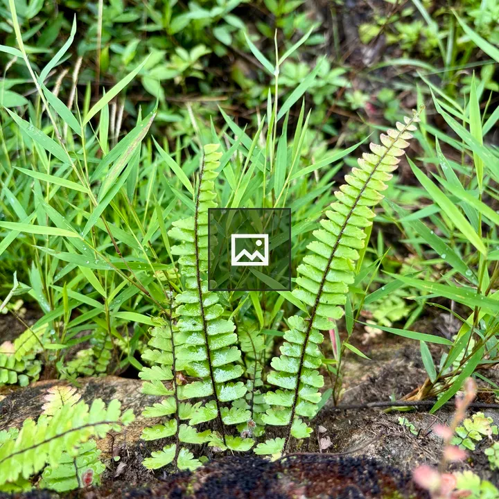 Close-up of green ferns