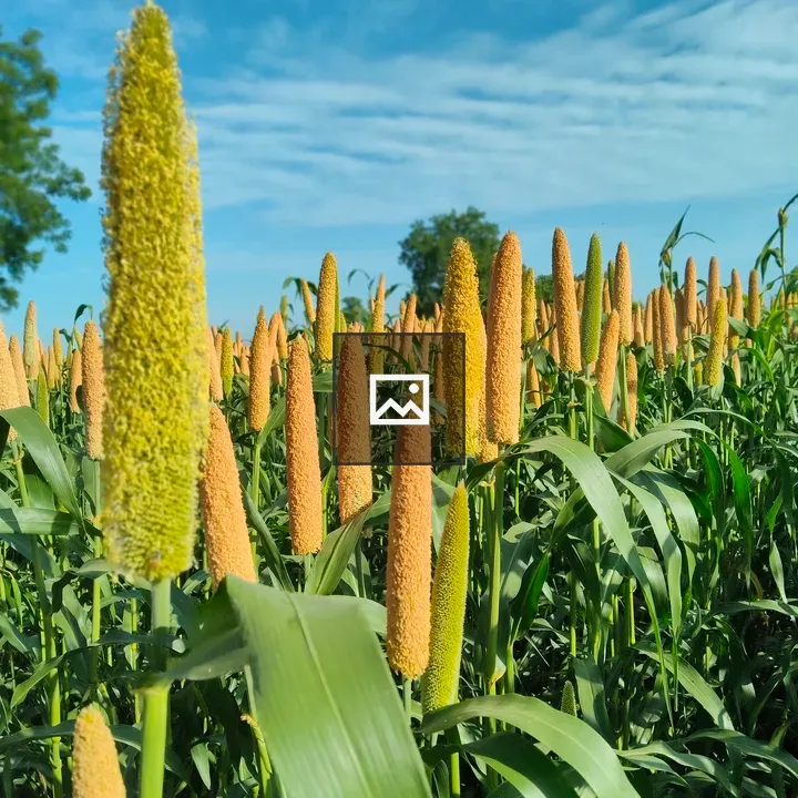 Corn Fields Grounded Moment