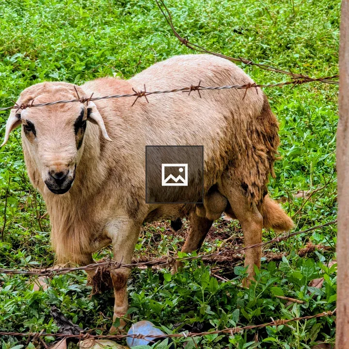 Sheep in Green Field