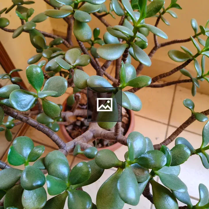 Jade plant succulent