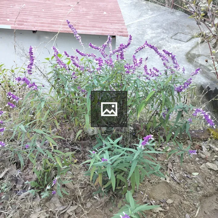 Purple Flower Bush