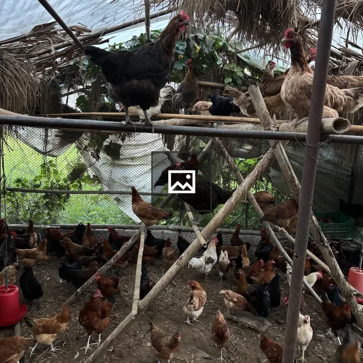 Chicken coop with varied chickens