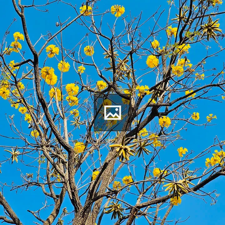 Golden Trumpet Tree in Morning Light