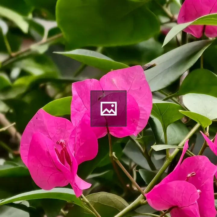 Bougainvillea Bracts Close-up