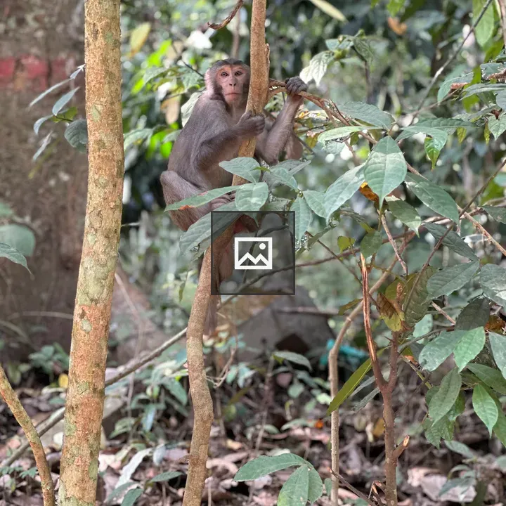 Monkey on a Thin Branch