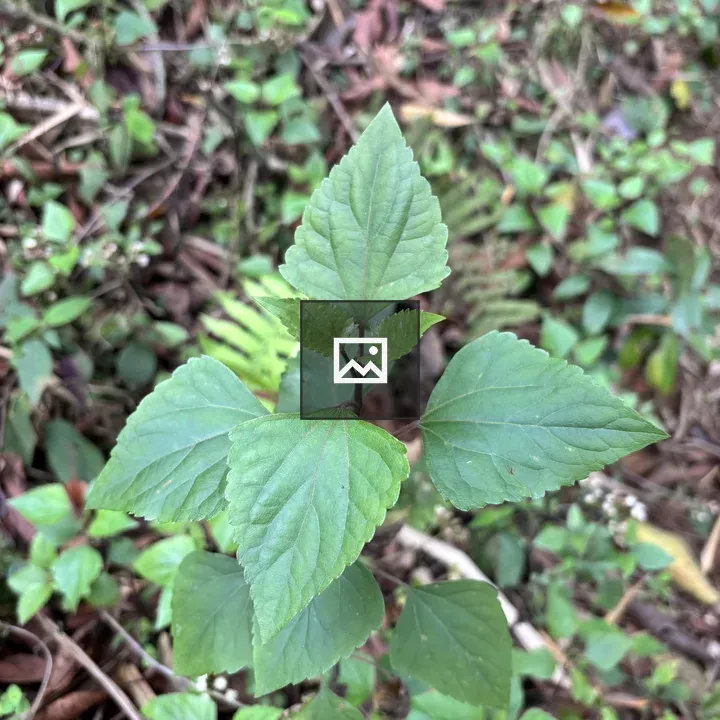 Green Leaf Plant in Grass