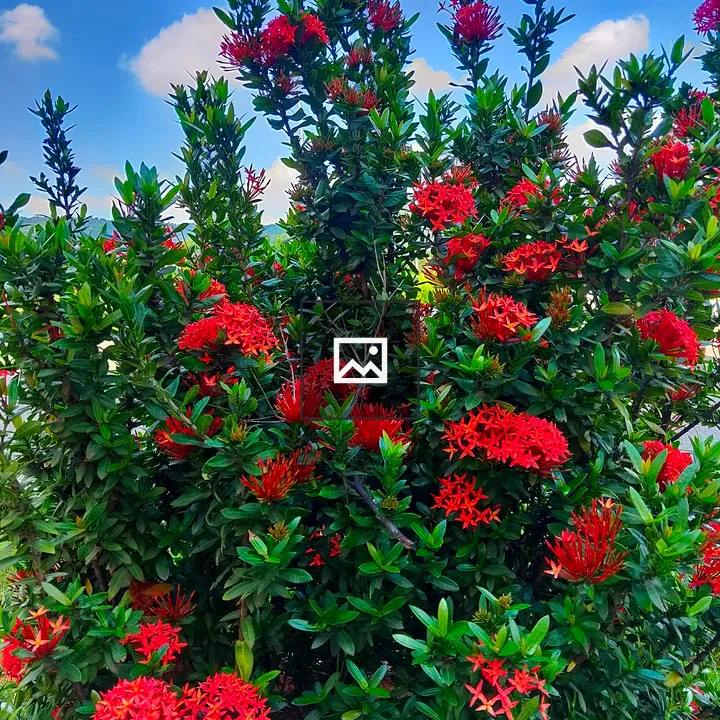 Thechi Ixora Flowers