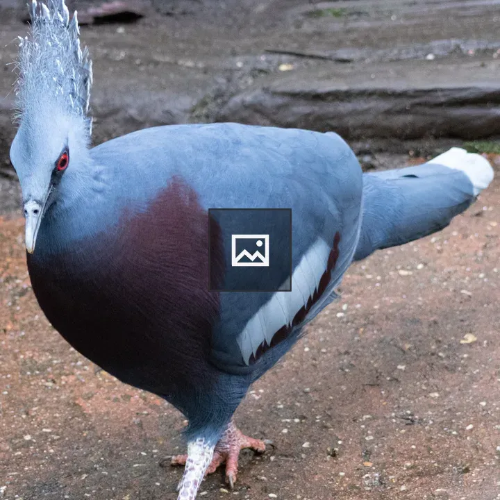 Victoria crowned pigeon