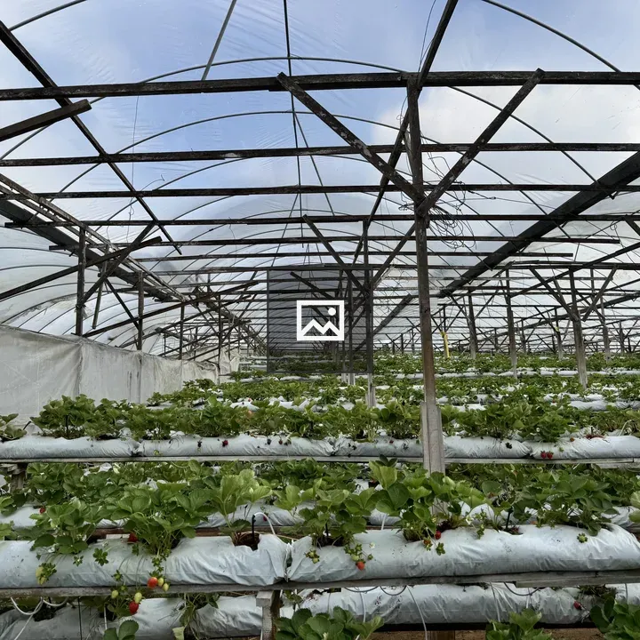 Greenhouse Strawberry Plants