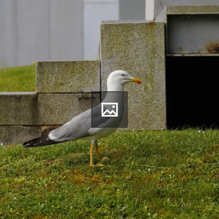 Seagull on Grassfront Steps