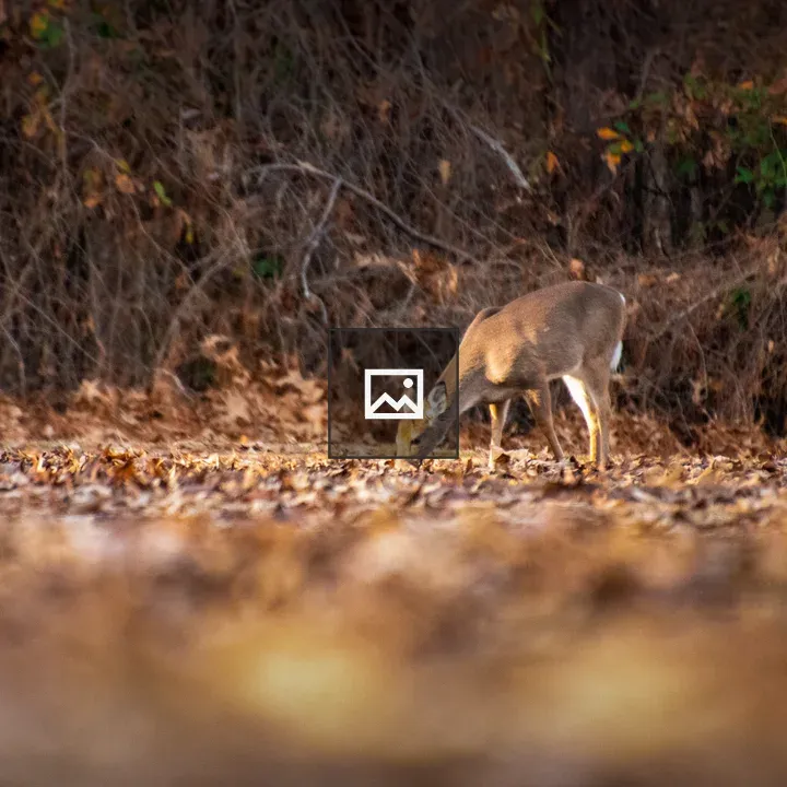 Deer at the Edge of Woods