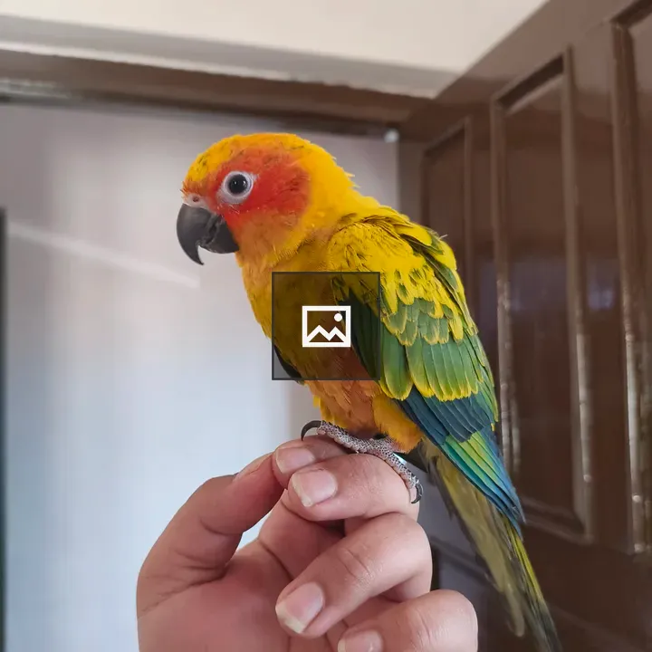 Parrot on hand indoors