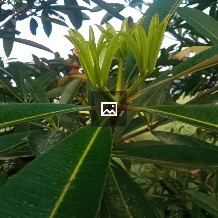 Green Mango Tree Branch