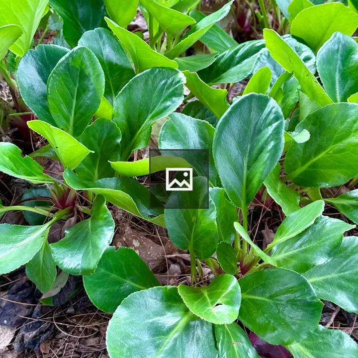 Shiny green leaves ground cover