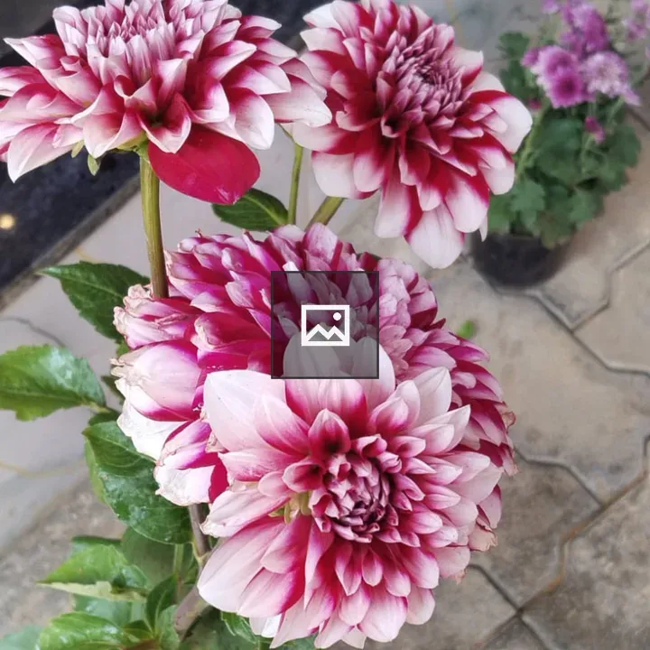 Dahlias in Bloom