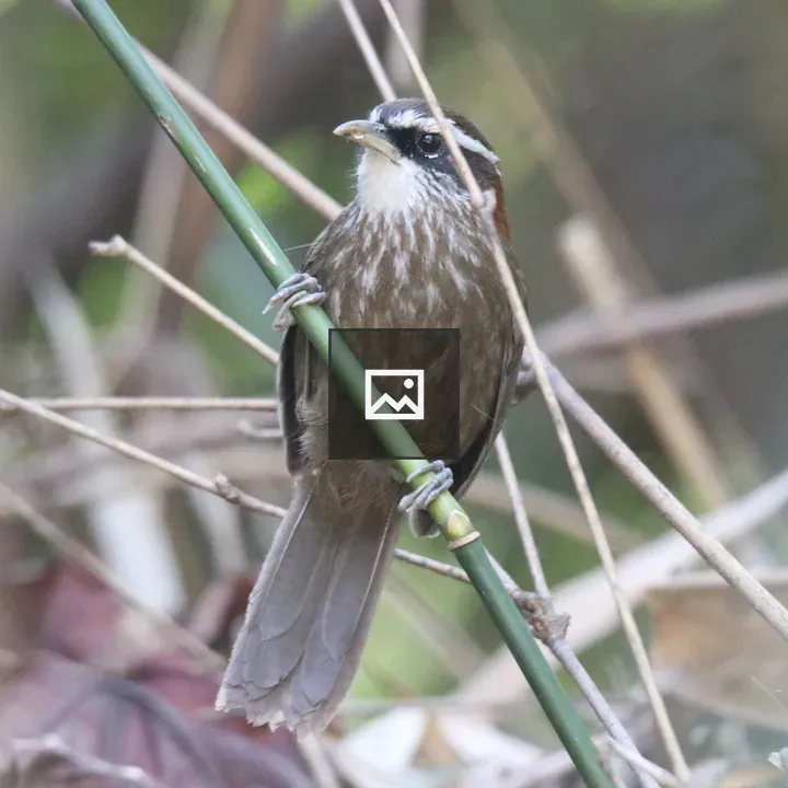 Streak-breasted Scimitar Babbler on Branch