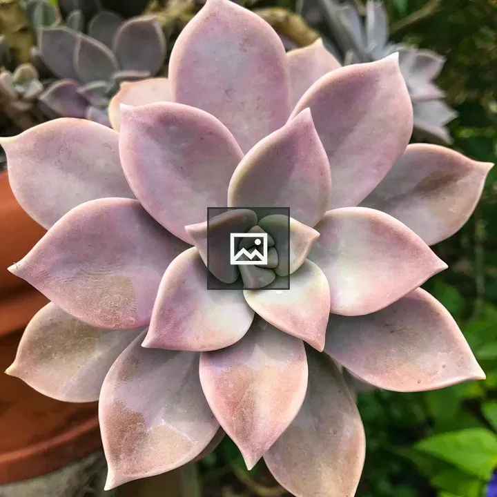 Large Ghost Plant