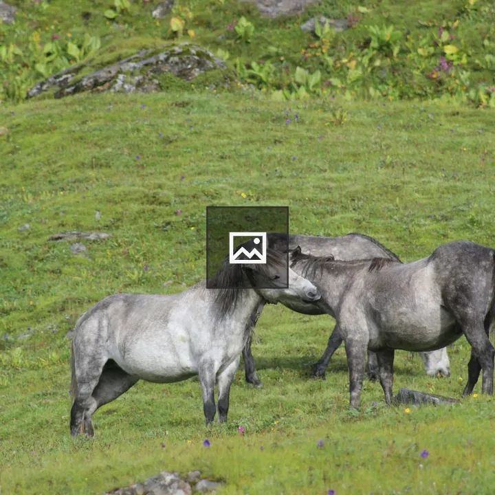 Three horses in meadow