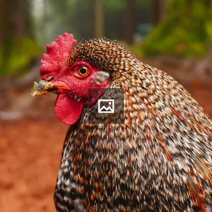 Rooster Close-up