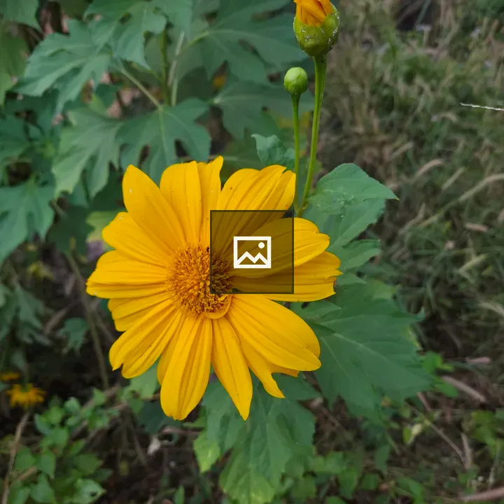 Yellow flower with orange-green bud