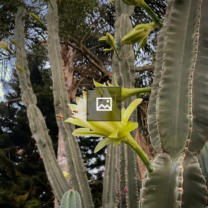 Bees and cactus bloom