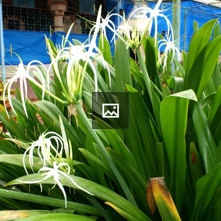 Spider lily cluster in bloom