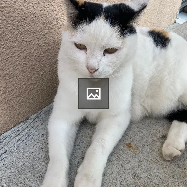 Calico cat resting