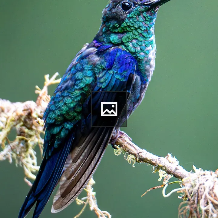 Hummingbird on Mossy Branch