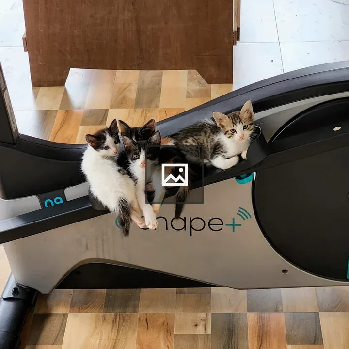 Kittens resting on elliptic machine