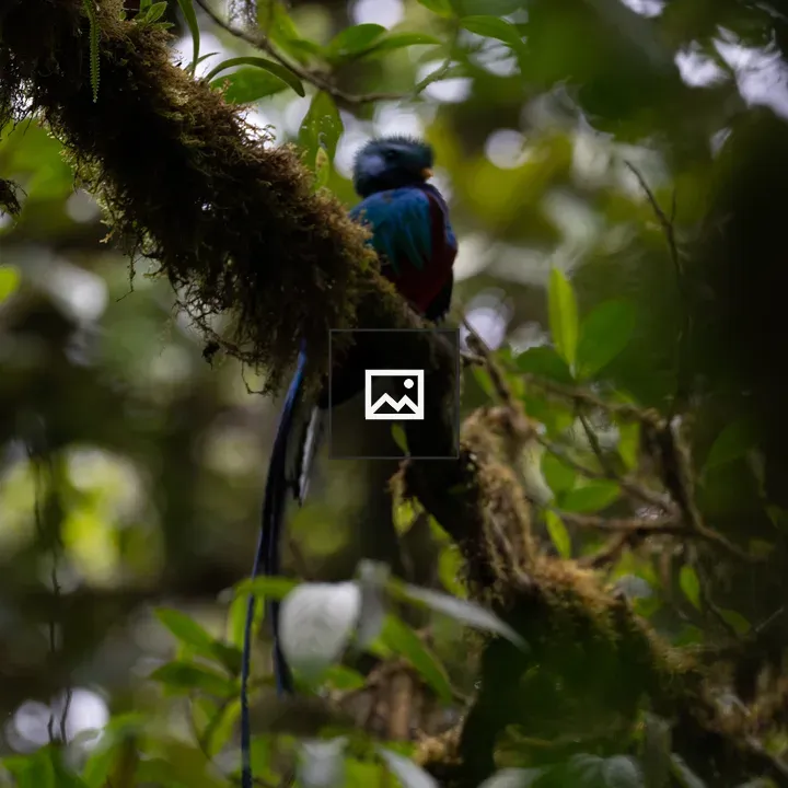 Blue and red bird on mossy branch