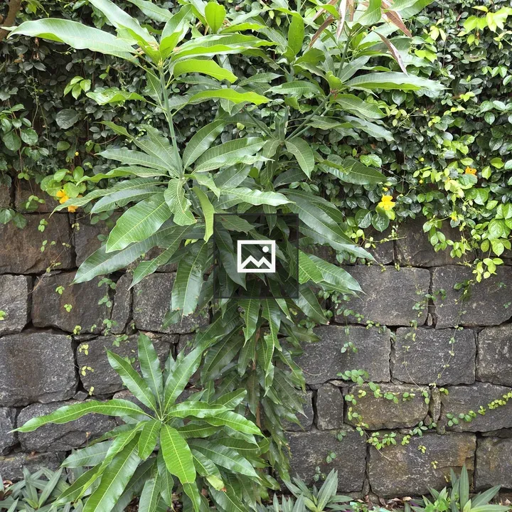 Green Mango Tree by Stone Wall