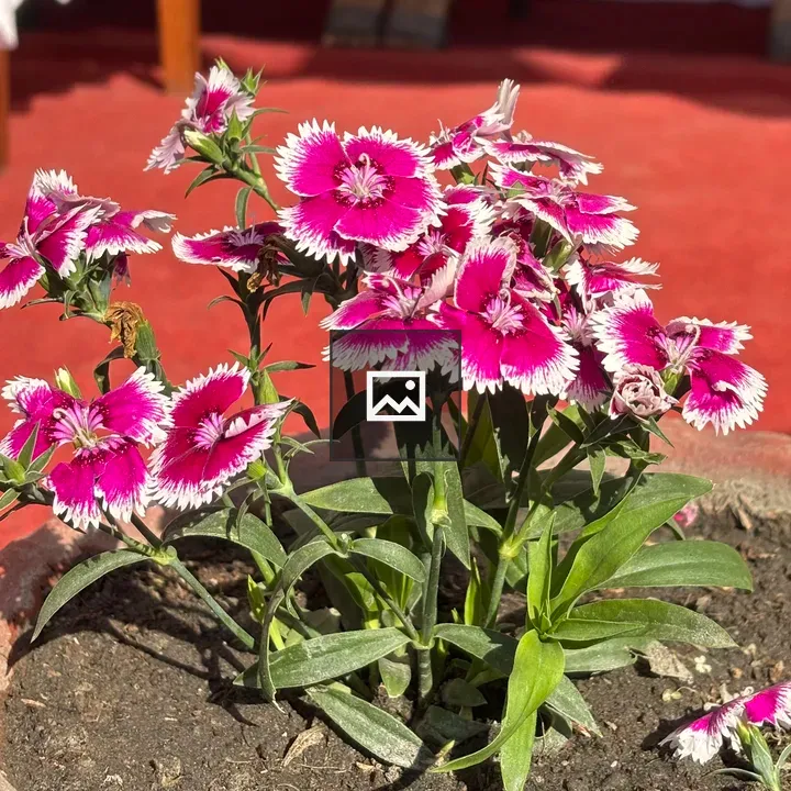 Pink flowers in pot cluster