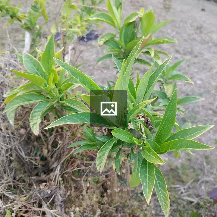 Green leaf cluster