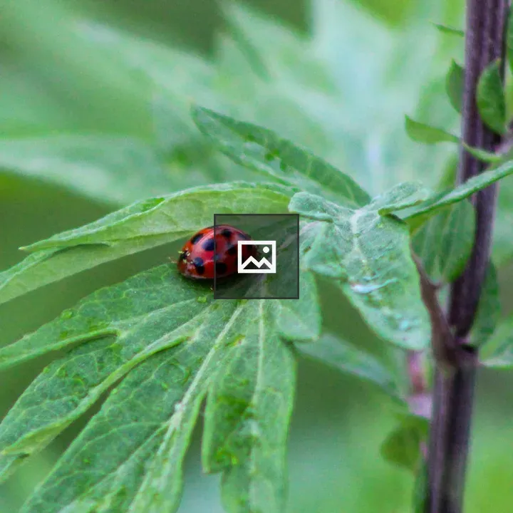Red Ladybug on Milkweed
