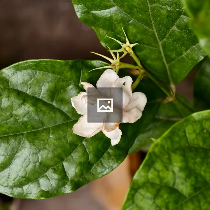 Jasmine Flower on Green Leaves