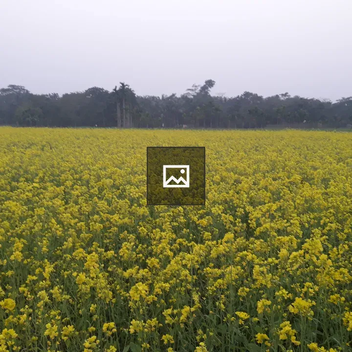 Mustard flower field in Bangladesh