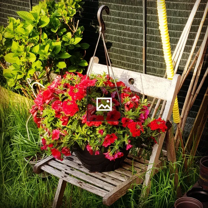 Petunia Basket on Wooden Chair