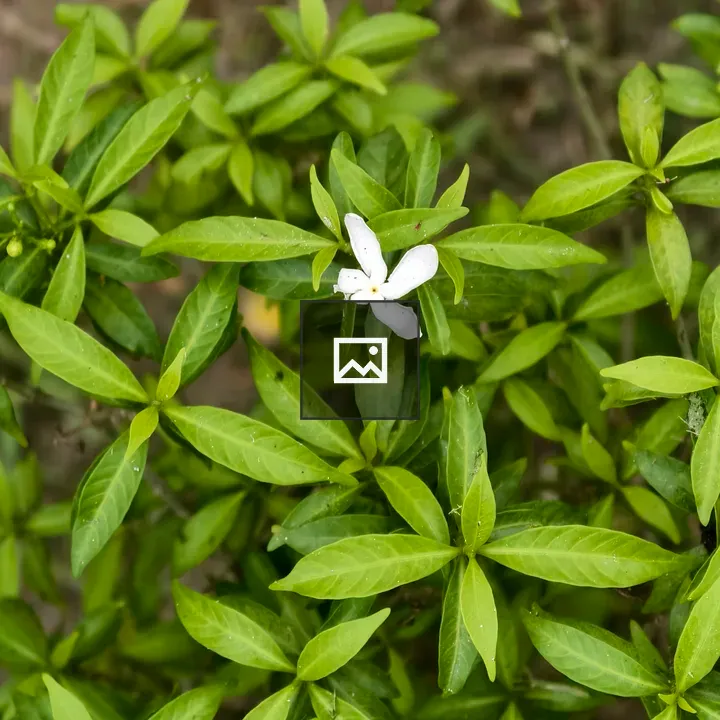 Top-Down Flower in Green Bush