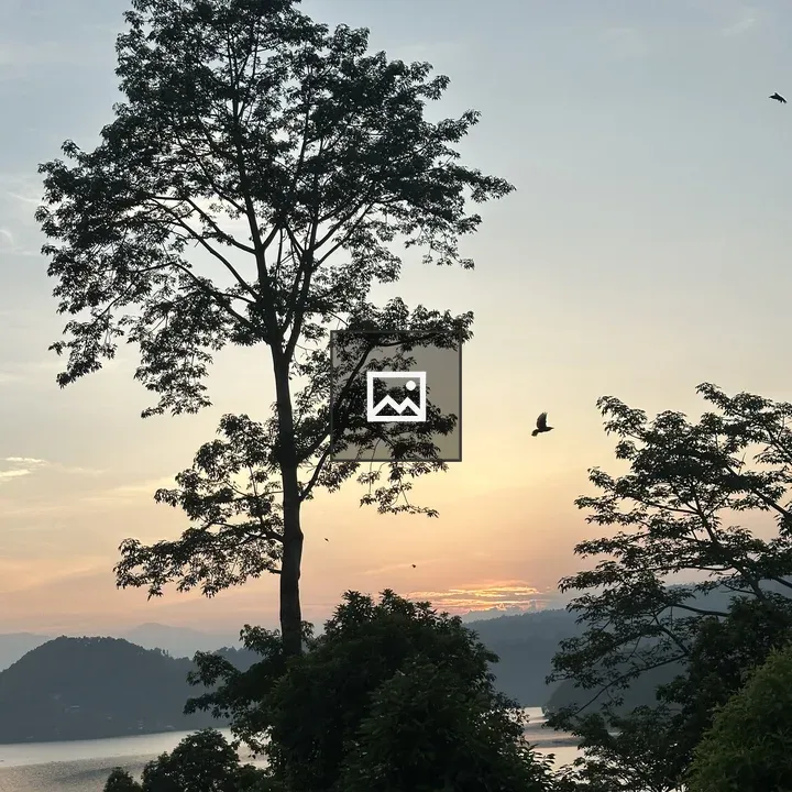 Tall tree at sunset